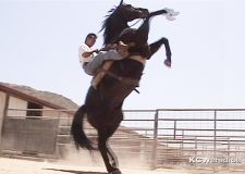 Alex Wen Horse Outlaw
